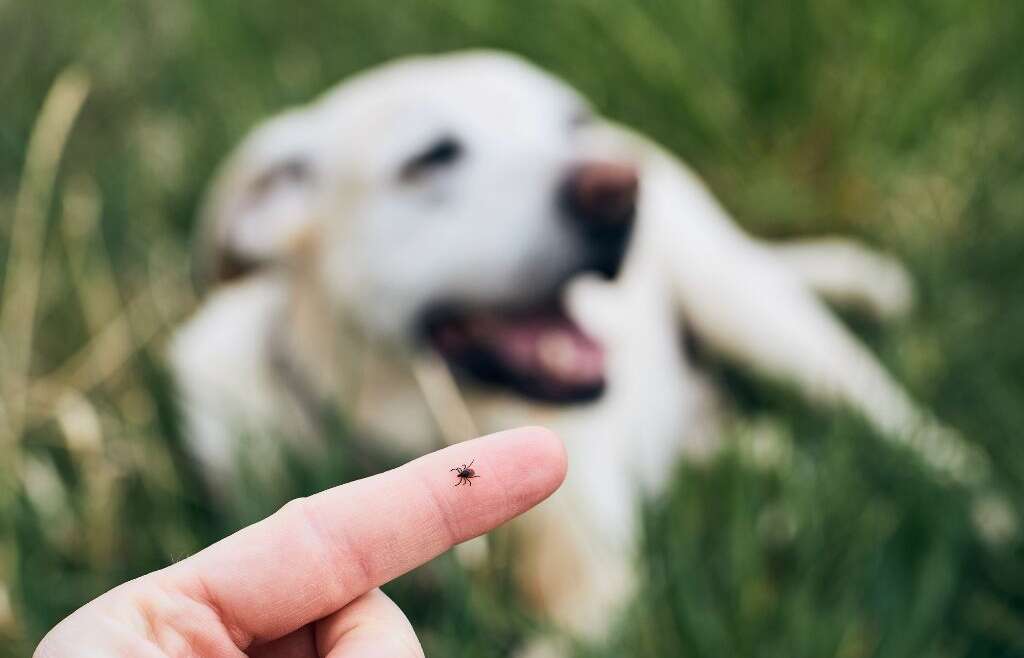 Kleszcze aktywne nawet zimą – jak zabezpieczyć swojego pupila?