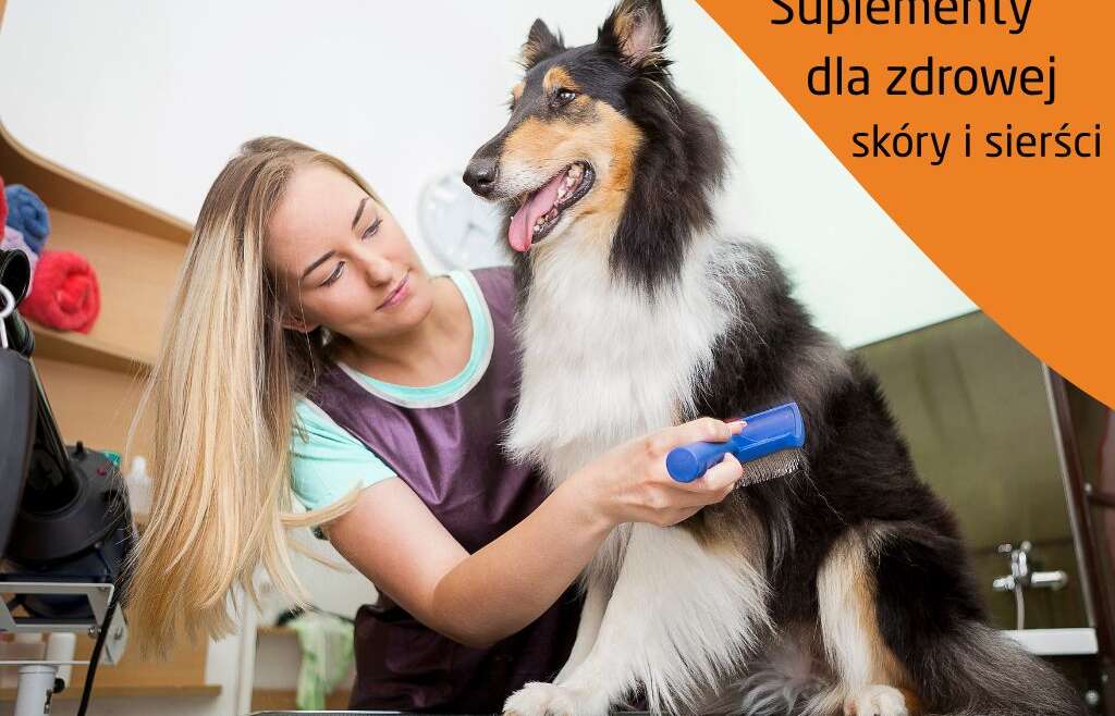 Jakie suplementy wybrać dla zdrowej skóry i sierści psa i kota?