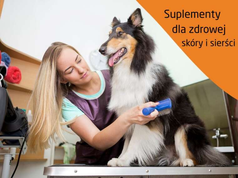 Jakie suplementy wybrać dla zdrowej skóry i sierści psa i kota?