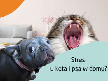 Jak ograniczyć stres u kota i psa w domu? – Naturalne sposoby i praktyczne porady