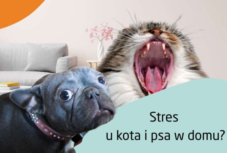 Jak ograniczyć stres u kota i psa w domu? – Naturalne sposoby i praktyczne porady