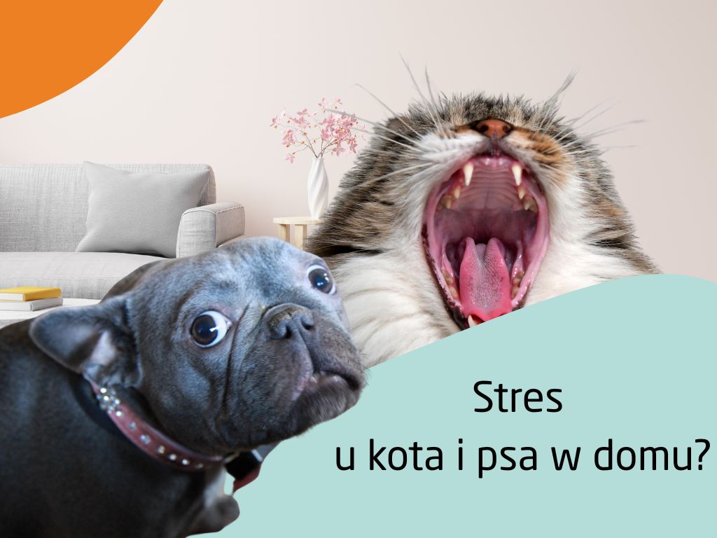 Jak ograniczyć stres u kota i psa w domu? – Naturalne sposoby i praktyczne porady