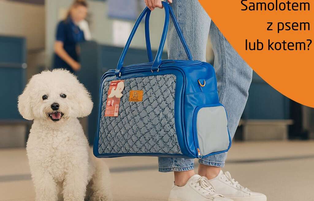 Transport zwierząt w samolocie – jak przygotować psa lub kota do lotu?