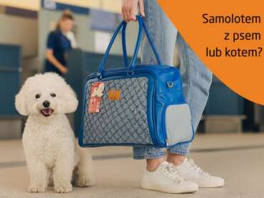 Transport zwierząt w samolocie – jak przygotować psa lub kota do lotu?