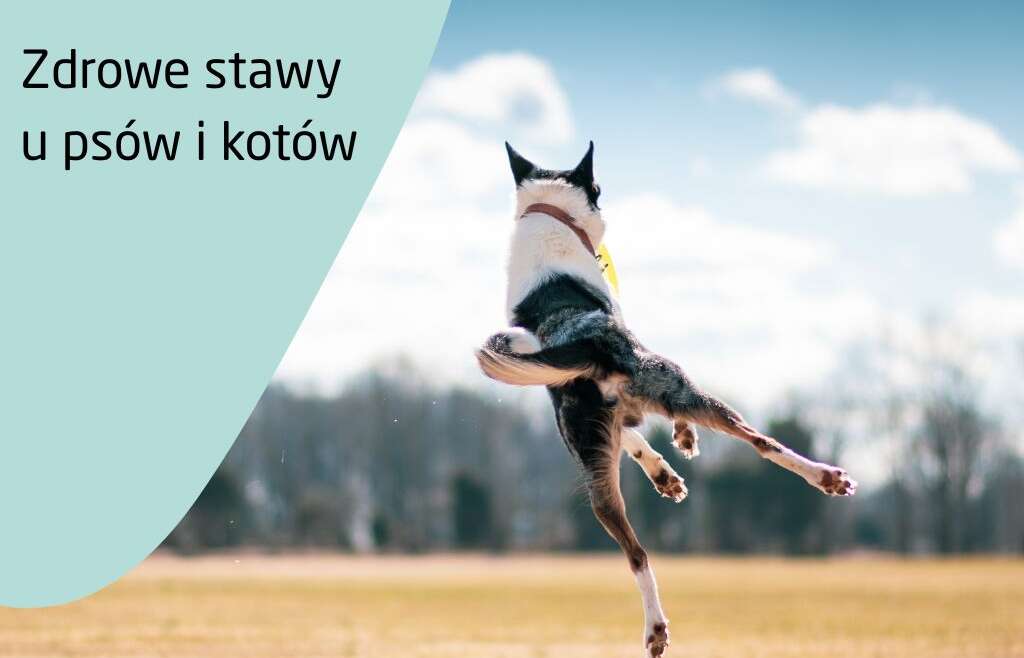 Jak dbać o zdrowie stawów u psów i kotów? – Karmy, suplementy i codzienna profilaktyka