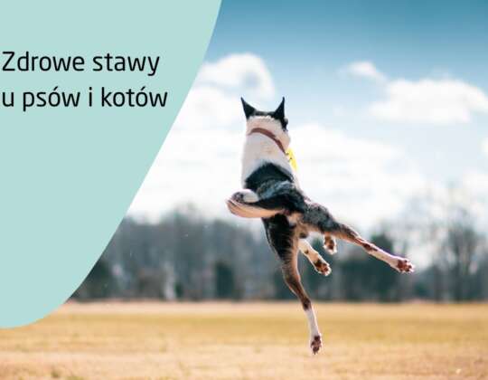 Jak dbać o zdrowie stawów u psów i kotów? – Karmy, suplementy i codzienna profilaktyka