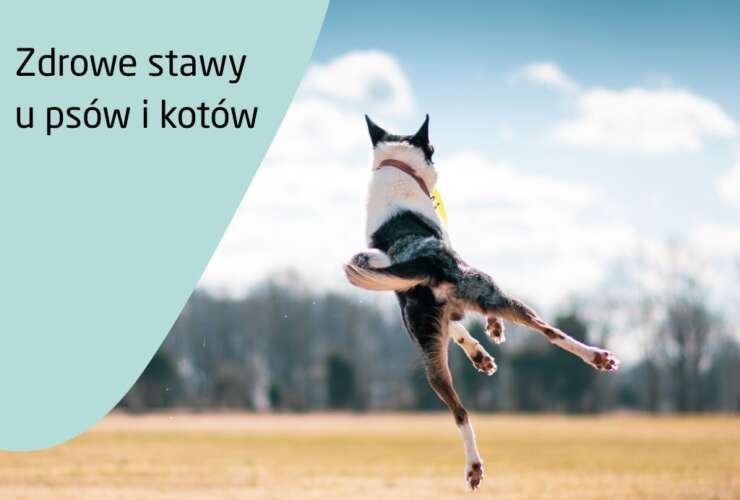 Jak dbać o zdrowie stawów u psów i kotów? – Karmy, suplementy i codzienna profilaktyka