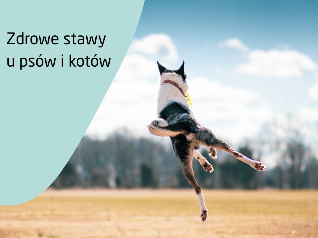 Jak dbać o zdrowie stawów u psów i kotów? – Karmy, suplementy i codzienna profilaktyka