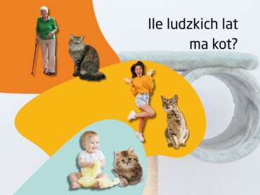 Ile ludzkich lat ma kot? Przelicznik wieku kota na ludzki