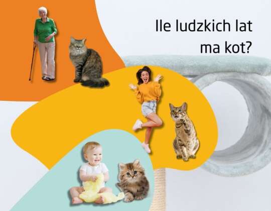 Ile ludzkich lat ma kot? Przelicznik wieku kota na ludzki