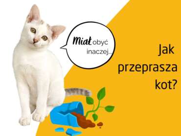 Jak koty przepraszają ludzi? – Zrozum kocią mowę ciała