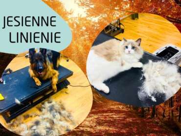 Jesienne linienie u psów i kotów – jak sobie poradzić?