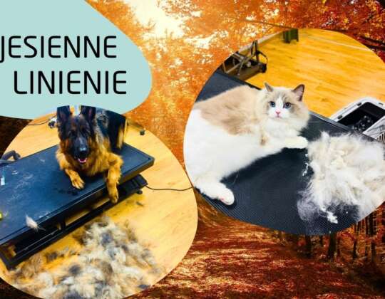 Jesienne linienie u psów i kotów – jak sobie poradzić?