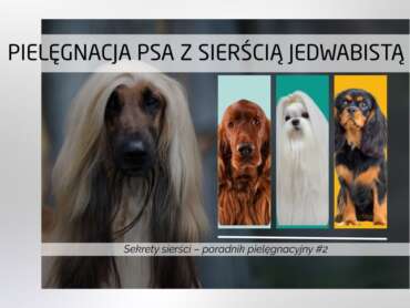 Pielęgnacja psa z sierścią jedwabistą