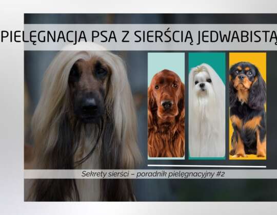 Pielęgnacja psa z sierścią jedwabistą