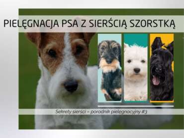 Pielęgnacja psa z sierścią szorstką