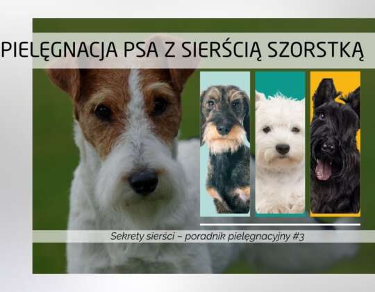 Pielęgnacja psa z sierścią szorstką