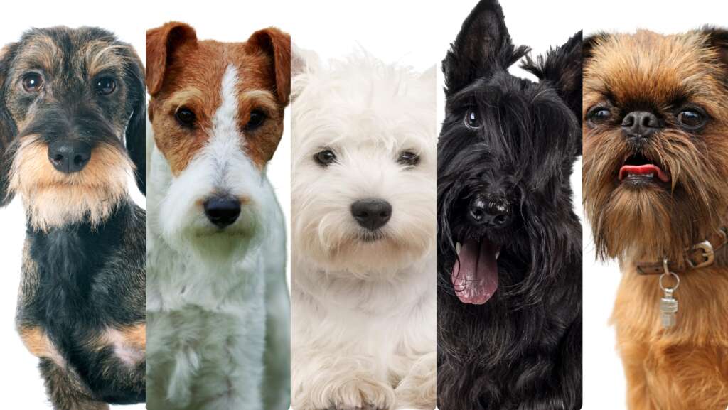 Tauro Pro Line - szorstka sierść