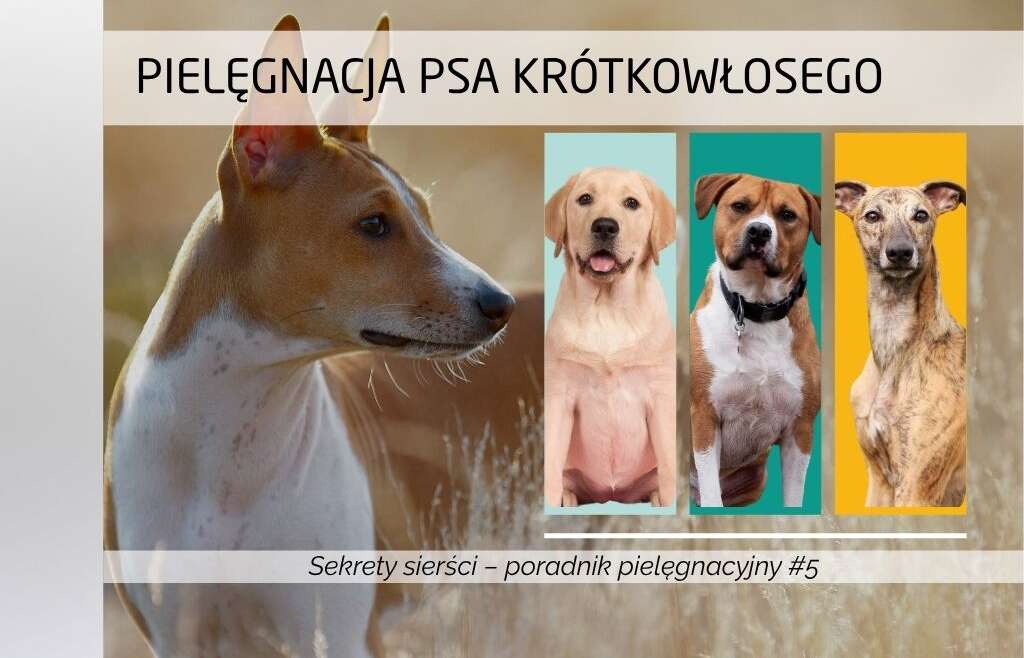 Pielęgnacja psa z sierścią gładką (krótką)