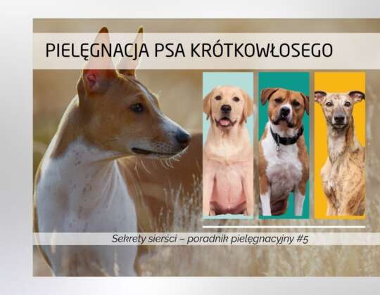 Pielęgnacja psa z sierścią gładką (krótką)