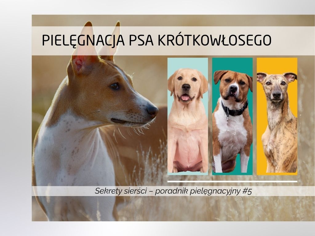 Pielęgnacja psa z sierścią gładką (krótką)