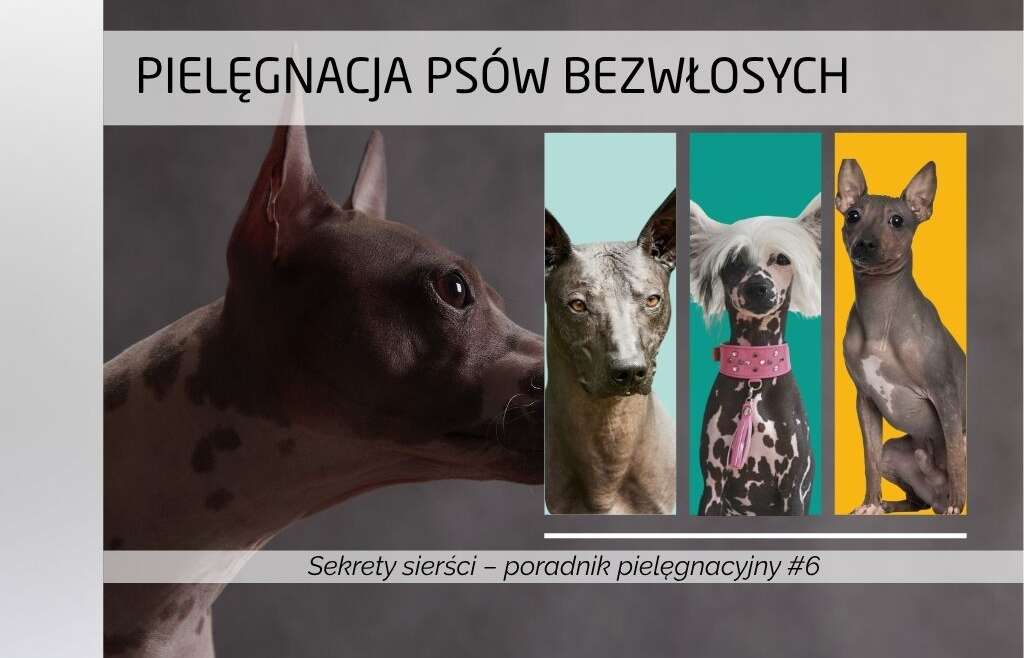 Pielęgnacja psów bezwłosych