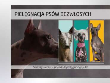 Pielęgnacja psów bezwłosych