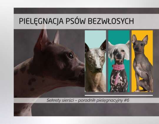 Pielęgnacja psów bezwłosych
