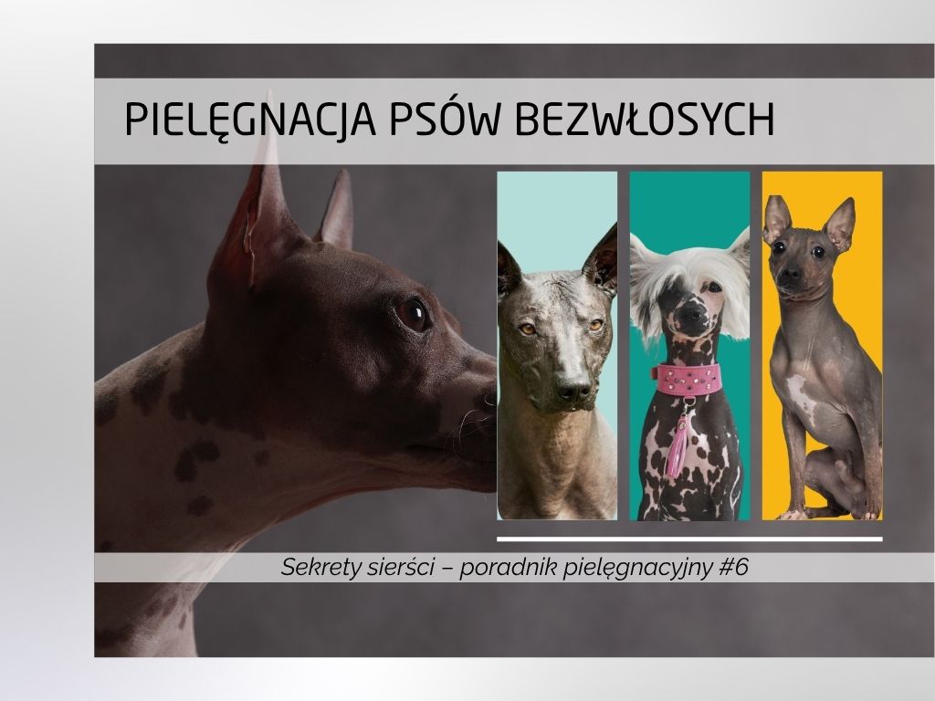 Pielęgnacja psów bezwłosych