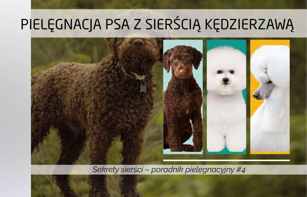 Pielęgnacja psa z sierścią kręconą