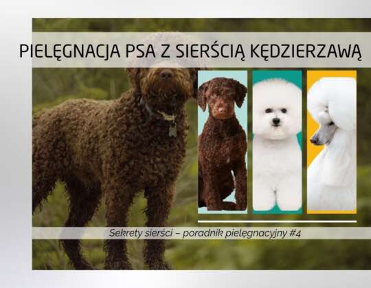 Pielęgnacja psa z sierścią kręconą