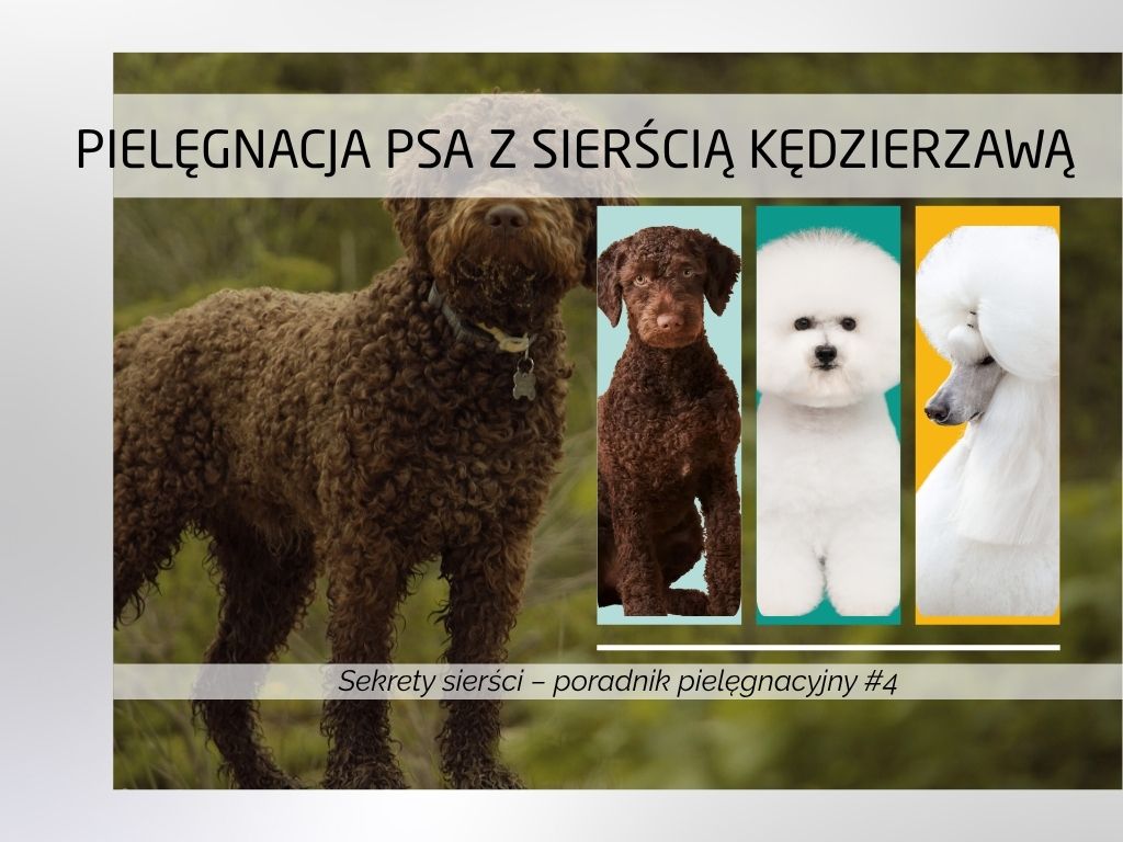 Pielęgnacja psa z sierścią kręconą