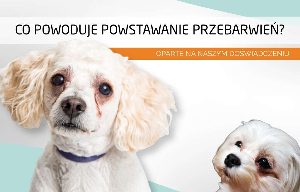 🐾 Co powoduje powstawanie przebarwień? Oparte na naszym doświadczeniu
