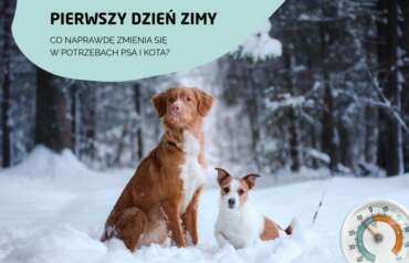 Pierwszy dzień zimy – zimowe potrzeby psa i kota❄️🐾