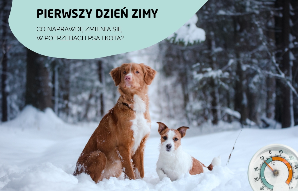 Pierwszy dzień zimy – zimowe potrzeby psa i kota❄️🐾