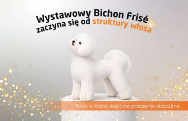 Wystawowy Bichon Frisé zaczyna się od struktury włosa