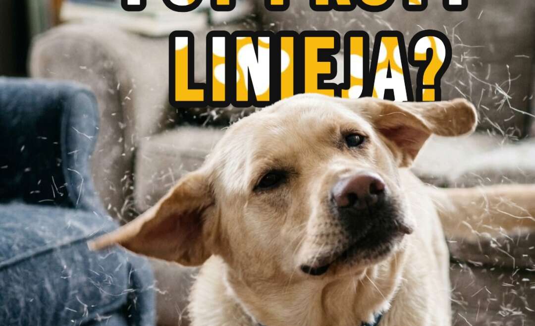 Wiosenne linienie u psów i kotów – dlaczego zwierzęta gubią sierść i jak im pomóc?