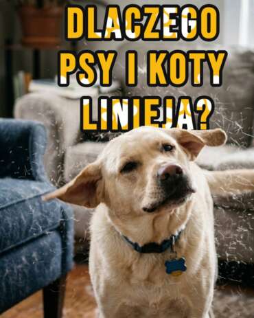 Wiosenne linienie u psów i kotów – dlaczego zwierzęta gubią sierść i jak im pomóc?