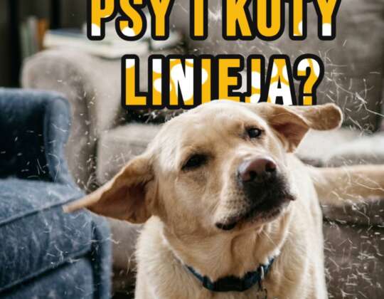 Wiosenne linienie u psów i kotów – dlaczego zwierzęta gubią sierść i jak im pomóc?