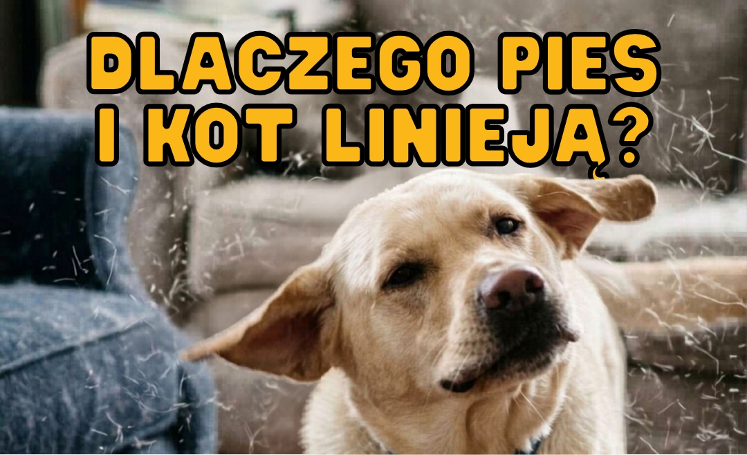 Wiosenne linienie u psów i kotów – dlaczego zwierzęta gubią sierść i jak im pomóc?