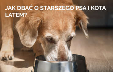 Jak dbać o starszego psa i kota latem? Poradnik