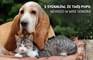 Pięć sygnałów, że Twój pupil wchodzi w wiek seniora.