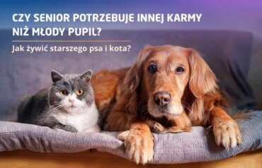 Czy karma dla seniora jest konieczna? Sprawdź, czym żywić starszego pupila