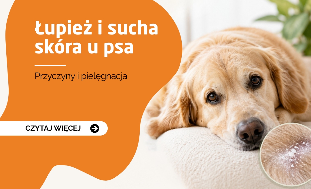 Zdrowa skóra i sierść psa – jak zapobiegać łupieżowi?