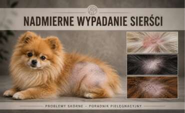Wypadanie sierści u psa – przyczyny, pielęgnacja i wsparcie skóry