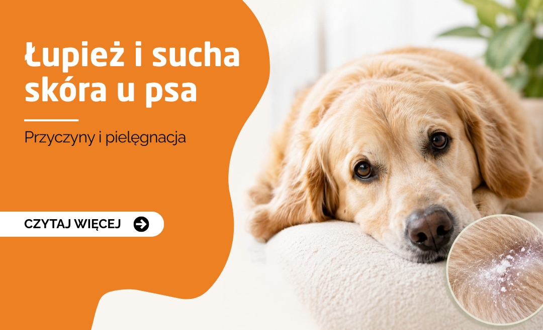 Zdrowa skóra i sierść psa – jak zapobiegać łupieżowi?